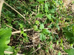 Lantana camara