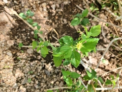 Lantana camara