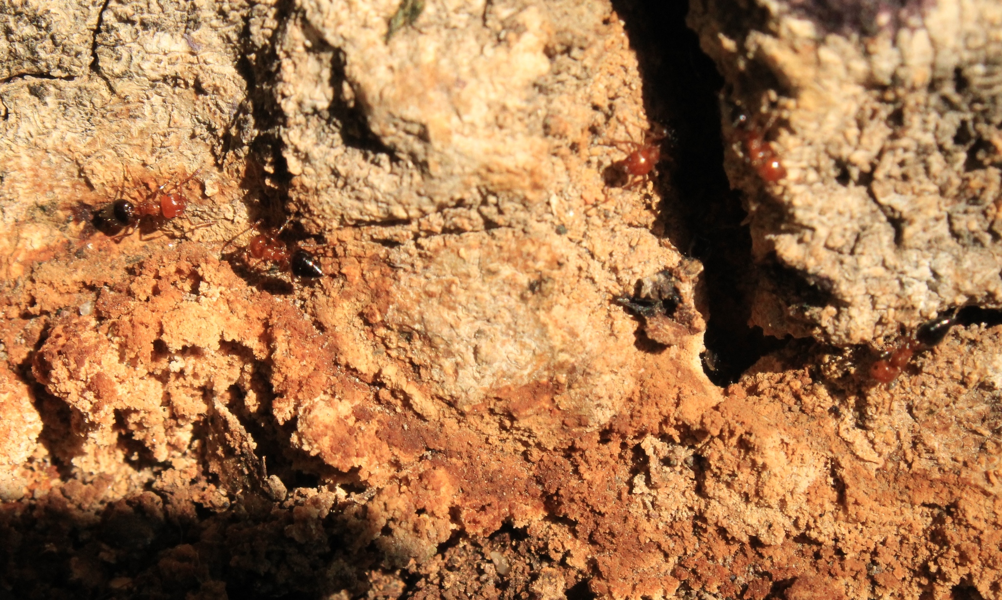 Crematogaster hespera