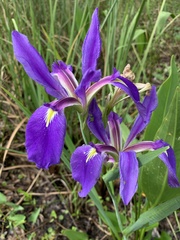 Iris savannarum