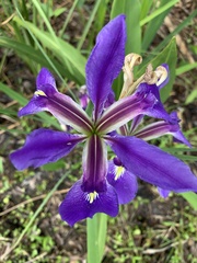 Iris savannarum