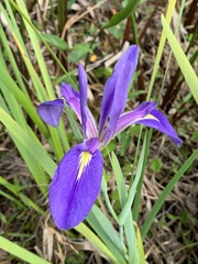 Iris savannarum