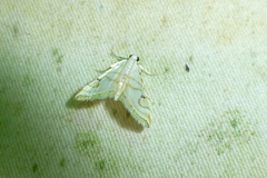 Musotiminae