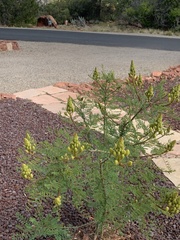 Erythrostemon gilliesii