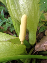 Arum italicum