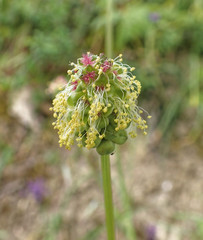 Sanguisorba minor