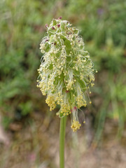 Sanguisorba minor