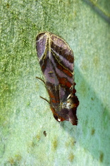 Hemicephalis