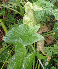 Arum italicum