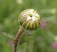Leucanthemum