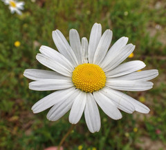 Leucanthemum