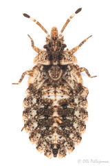 Aradus ribauti