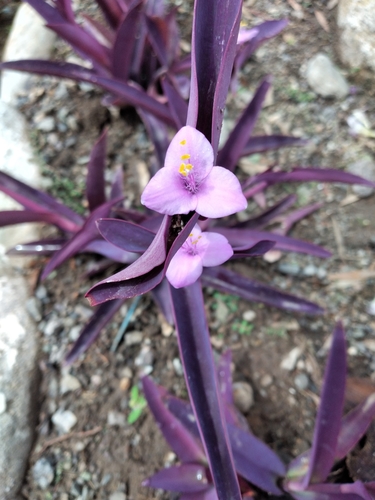 Tradescantia pallida image