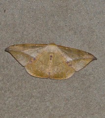 Oxydia mexicata