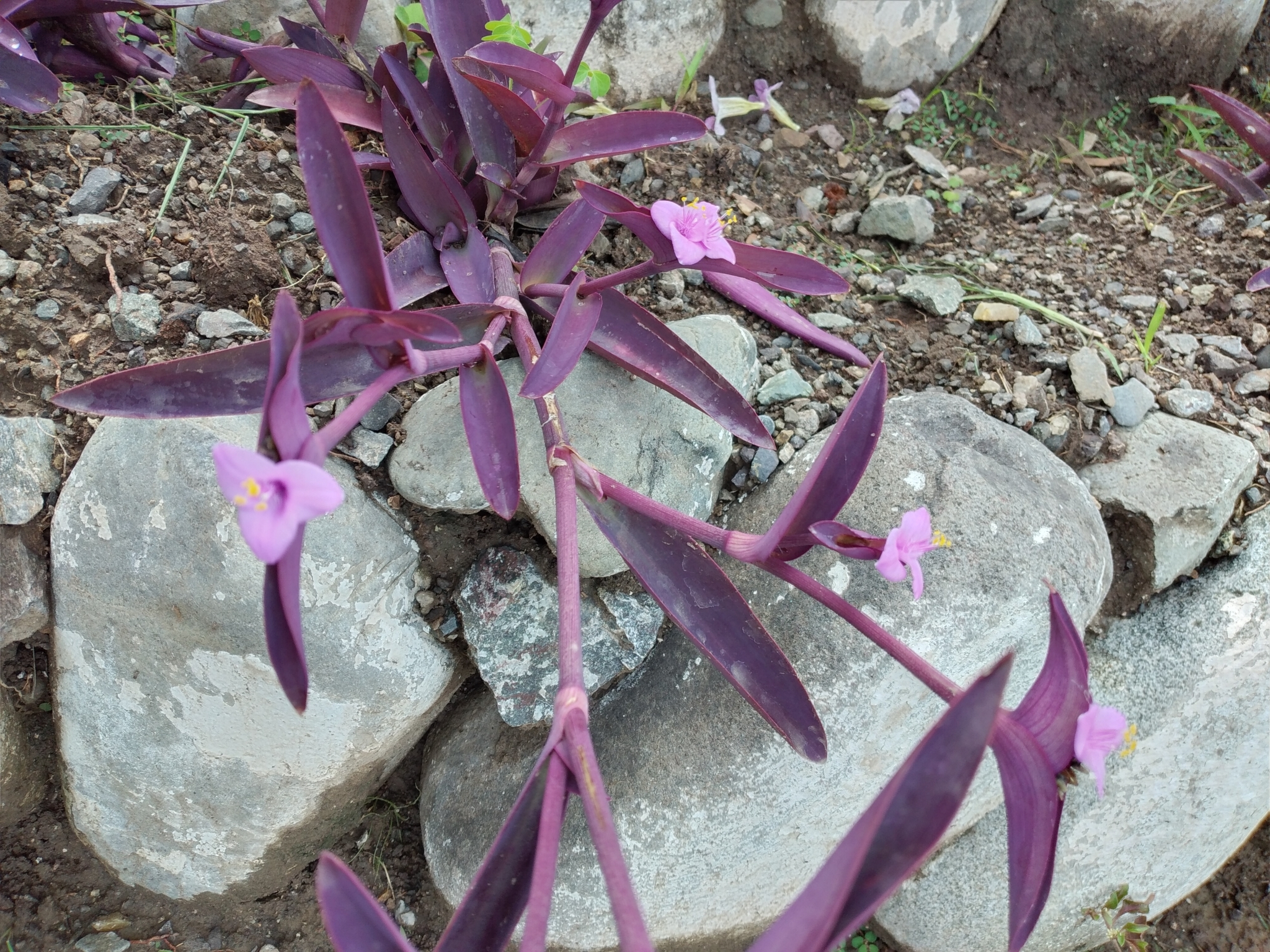 Commelinaceae image