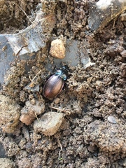 Carabus nemoralis