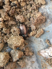 Carabus nemoralis