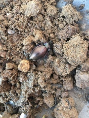 Carabus nemoralis