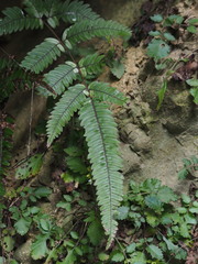 Pteris aspericaulis