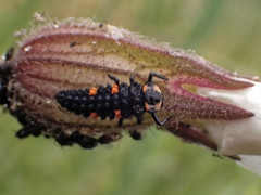 Coccinella septempunctata
