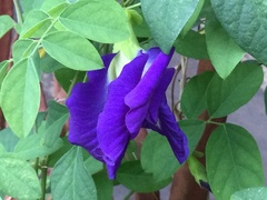 Clitoria falcata
