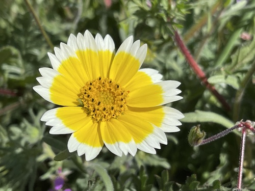 Layia platyglossa