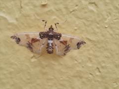 Neoleucinodes elegantalis