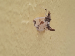 Neoleucinodes elegantalis