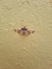 Neoleucinodes elegantalis