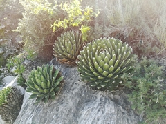 Agave victoriae-reginae