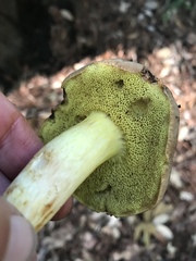 Boletus subtomentosus image