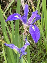 Iris savannarum