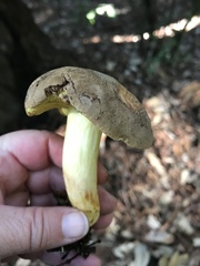 Boletus subtomentosus image