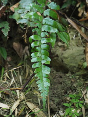 Polystichum biaristatum