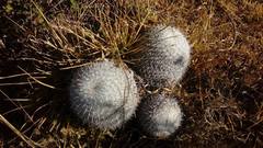 Mammillaria haageana