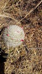 Mammillaria haageana