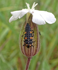 Coccinella septempunctata