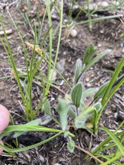Symphyotrichum sericeum