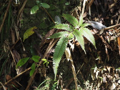 Pteris aspericaulis