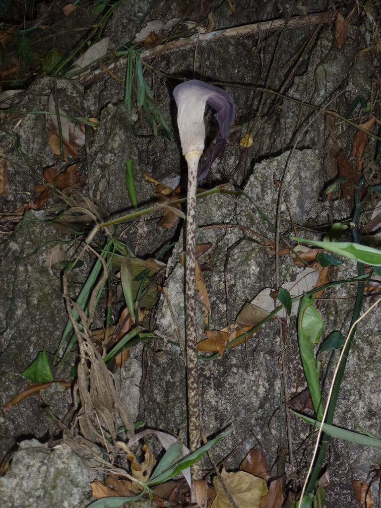 Amorphophallus ardii (Amorphophallus ardii)