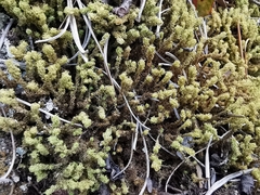 Pleurochaete