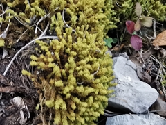 Pleurochaete