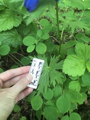 Delphinium trolliifolium