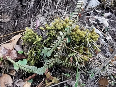 Pleurochaete