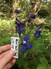 Delphinium trolliifolium
