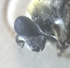 Criorhina