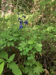 Delphinium trolliifolium