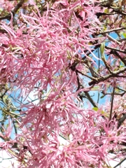 Chionanthus pubescens