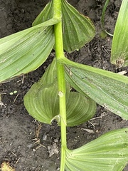 Veratrum californicum