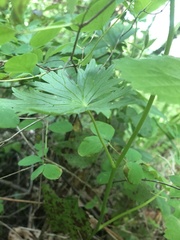 Delphinium trolliifolium